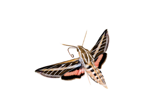 White-lined Sphinx Moth (Hiles lineata) Photo, in Flight Ready to Feed