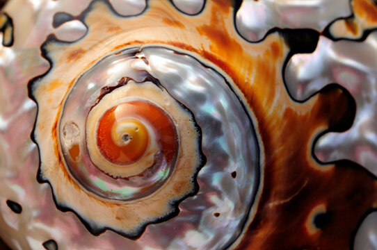 Close up of a polished moon snail shell.; Honolulu, Oahu Island, Hawaiian Islands.