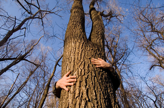 Arms wrapped around a tree trunk; Lincoln, Nebraska, United States of America