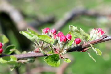 Obstbaumblüten