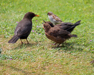 Blackbird with young