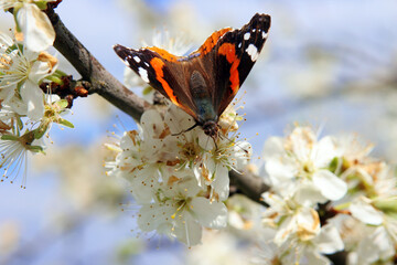 Ein Admiral auf Nahrungssuche