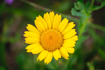 Flowered yellow chamomile close-up