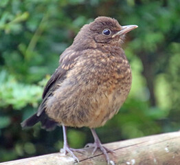 Baby blackbird on a branch