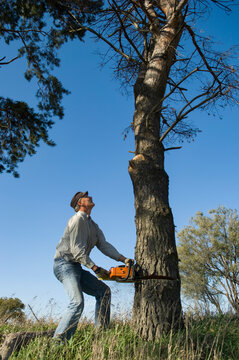 Man using a chain saw to cut down a tree for firewood at a farm near Ashland, Nebraska, USA; Nebraska, United States of America