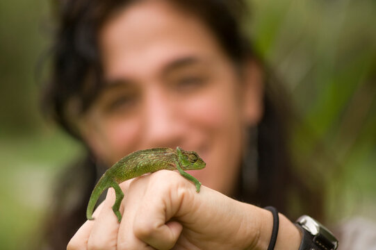 Biologist holds an Owen's chameleon (Chamaeleo oweni); Bioko Island, Equitorial Guinea