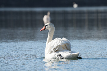 Swan. bird on the water. white swan swims in a lake
