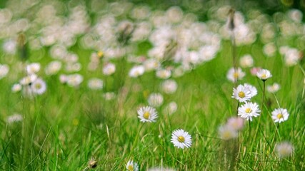 Gänseblümchen © Theresa