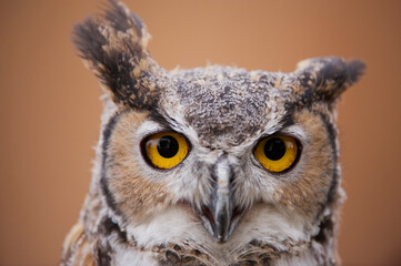 Close-up portrait of a Great horned owl (Bubo virginianus) at Raptor Recovery Center; Elmwood, Nebraska, United States of America