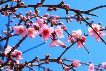 桜９