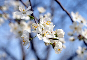 tree with blooming flowers