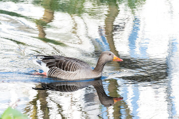 Greylag Goose on pond/ lake