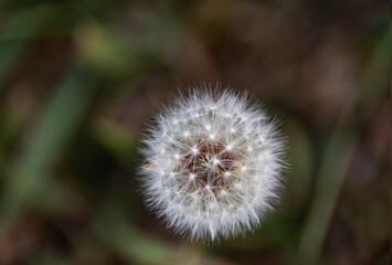 Fluffy dandelion seedhead; Alberta, Canada