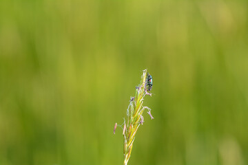 Green  beetle on a plant in green nature