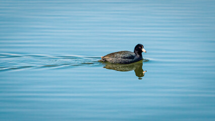 American Black Coot swimming in ripple lake water
