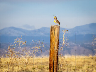 Male Western Meadowlark perched on a wooden post, calling out to its mate, mountains in the background