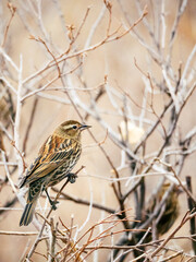 Female red-winged blackbird perched among bare branches at Barr Lake SP