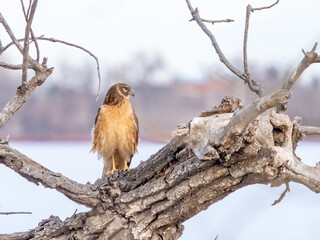 Female Northern Harrier in profile, perched on a dead cottonwood tree, at Barr Lake State Park