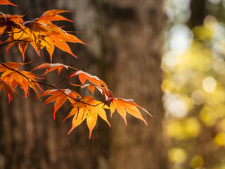 Springtime branch of vibrant, colorful Japanese maple leaves with background bokeh