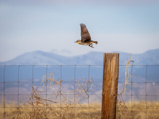 Western Meadowlark launching into flight from a wooden post with mountain background