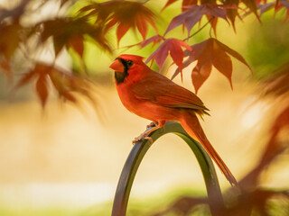 Male Northern Cardinal in springtime on a curved metal perch, framed by red Japanese maple leaves