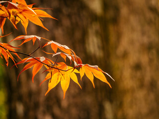 Colorful, vibrant, backlit Japanese maple leaves in spring, with bokeh background