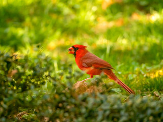 Male Northern Cardinal perched on a rock in a grassy area, with seed in beak, profile view