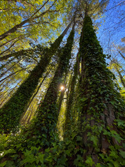 Low-angle view of tall, ivy-covered trees reaching into a blue sky, with sunburst, in springtime