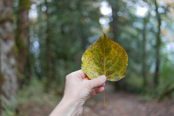 Hand holding colourful leaf with spots; Cultus Lake, British Columbia, Canada