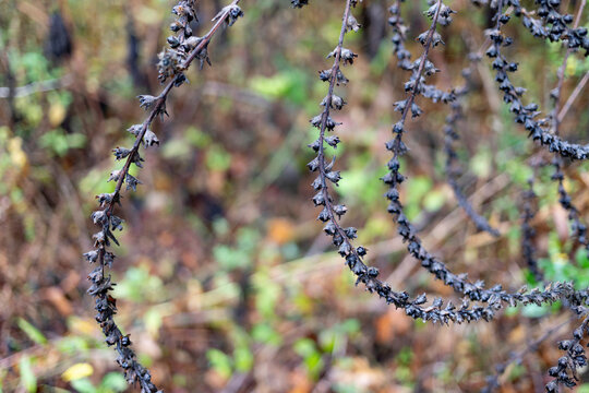Close-up of dormant foliage on a plant; Antioch, Tennessee, United States of America