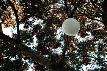 Tree with a hanging lamp