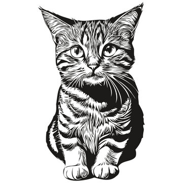 Cat logo, black and white illustration hand drawing kitten