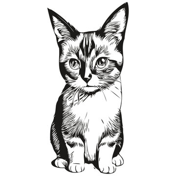 Engrave Cat illustration in vintage hand drawing style kitten