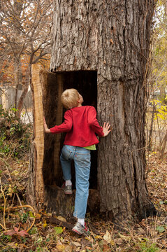 Young boy looking into a tree with a door cut into it; Lincoln, Nebraska, United States of America