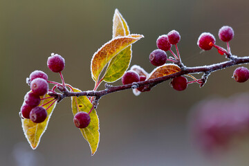 Morning frost on a bing cherry branch (Prunus avium); New York, United States of America