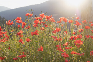 Poppies in a field at sunset in the mountains on a misty, sunny day.