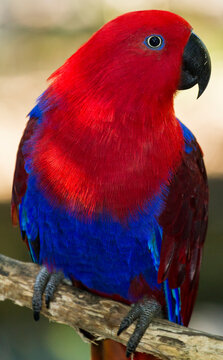 Female Eclectus Parrot (Eclectus roratus) perches on a tree branch; Queensland, Australia