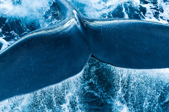 Fluke of a Right Whale (Eubalaena australis) making splashes; Antarctica