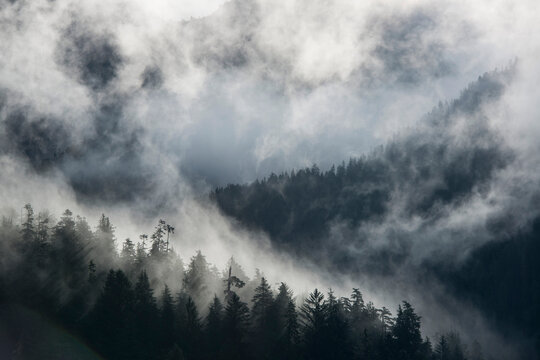 Mist rising from the evergreen forest in Misty Fiords National Monument, Alaska, USA; Alaska, United States of America