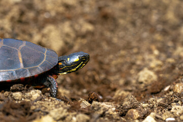 Eastern Painted turtle (Chrysemys picta, Emydidae), stripped - Massachussets, the United States of America on the ground, pointing its head forward. Concept. Don't look back