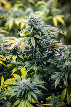 Flowering marijuana plants in an indoor garden; California, United States of America