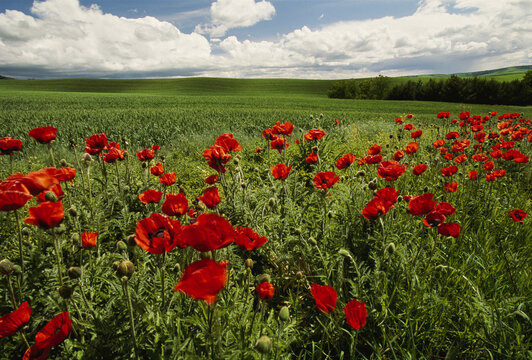 Red poppies edge an seemingly endless field; Moscow, Idaho, United States of America