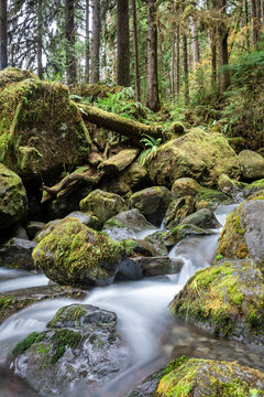 Long exposure of the rushing water, rocks, and moss of Bunch Falls near Lake Quinault in the Olympic National Forest; Amanda Park, Washington, United States of America