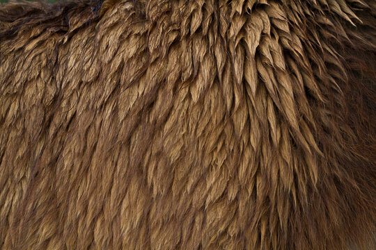 Close-up detail of the brown fur of a Llama (Lama glama); Peru
