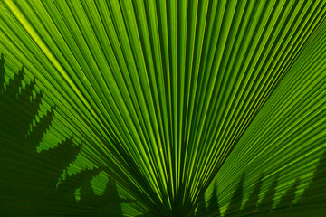 Close-up detail of a palmetto palm leaf in a botanical gardens in Costa Rica; Golfo Dulce, Costa Rica