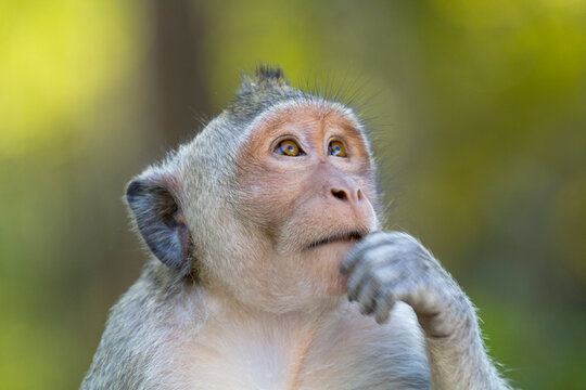 Close-up portrait of a Macaque monkey at Angkor Wat; Angkor Wat, Siem Reap, Cambodia