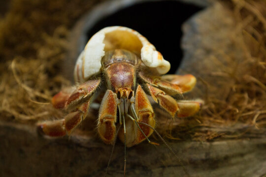 Close-up of a hermit crab inside a coconut shell at Isla Iguana Wildlife Refuge, Panama; Panama