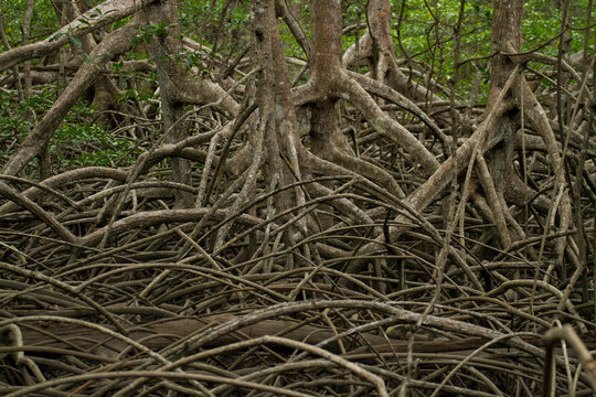 Curu Wildlife Reserve teems with mangrove trees; Costa Rica