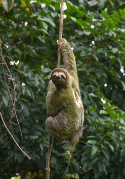 Three-toed sloth (Bradypus sp.) hanging from a tree in Manuel Antonio National Park in Costa Rica; Costa Rica