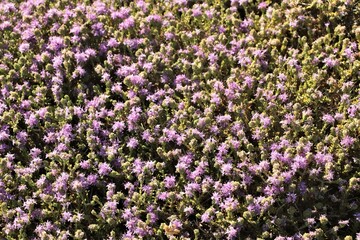 a field of small wild plants with purple flowers on a Greek island